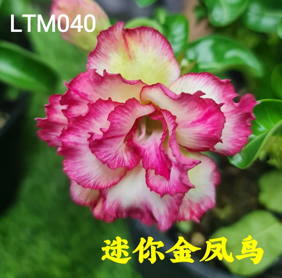 鸿运富贵花 沙漠玫瑰adenium Facebook