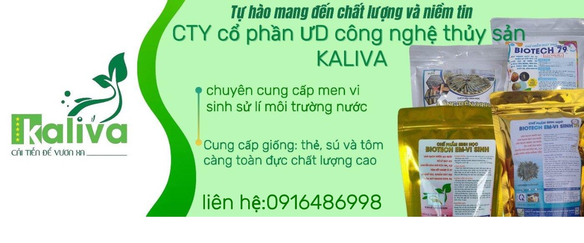 Đông Tôm Kaliva