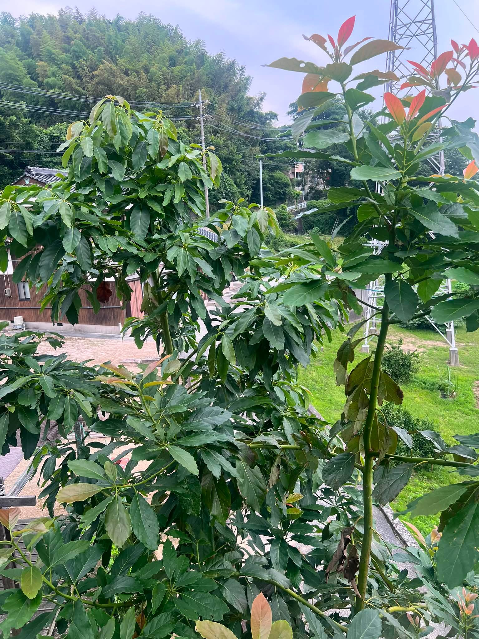 耐病性台木には「デューク7」が有名ですが、 中々手に入れるのが難しく 