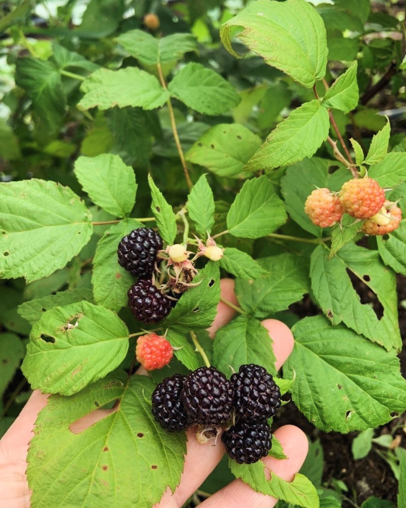 Willow - Black Raspberries, have your tried them? When first planning ...