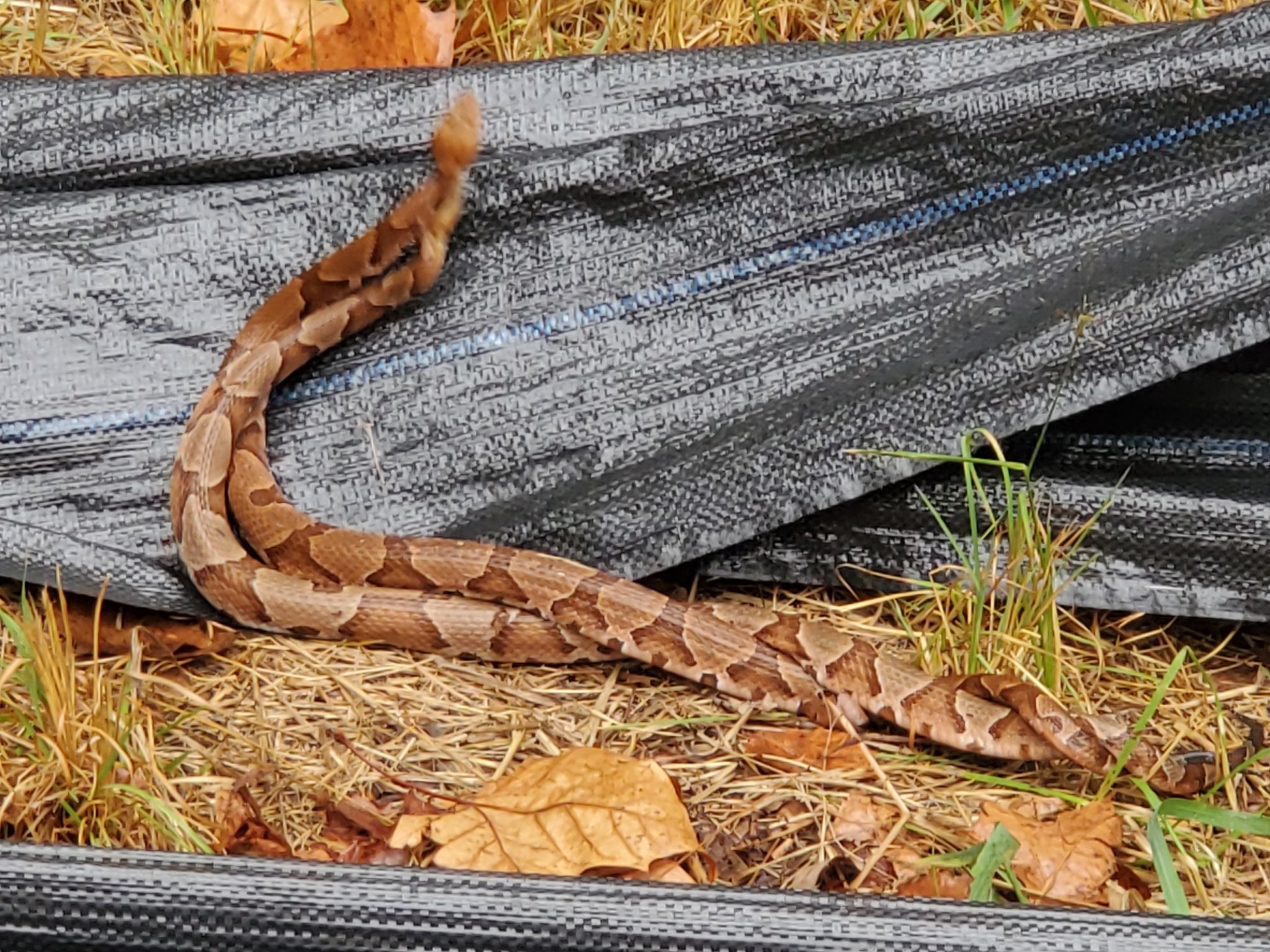 Illinois Snake Identification and Education | Copperhead mating | Facebook