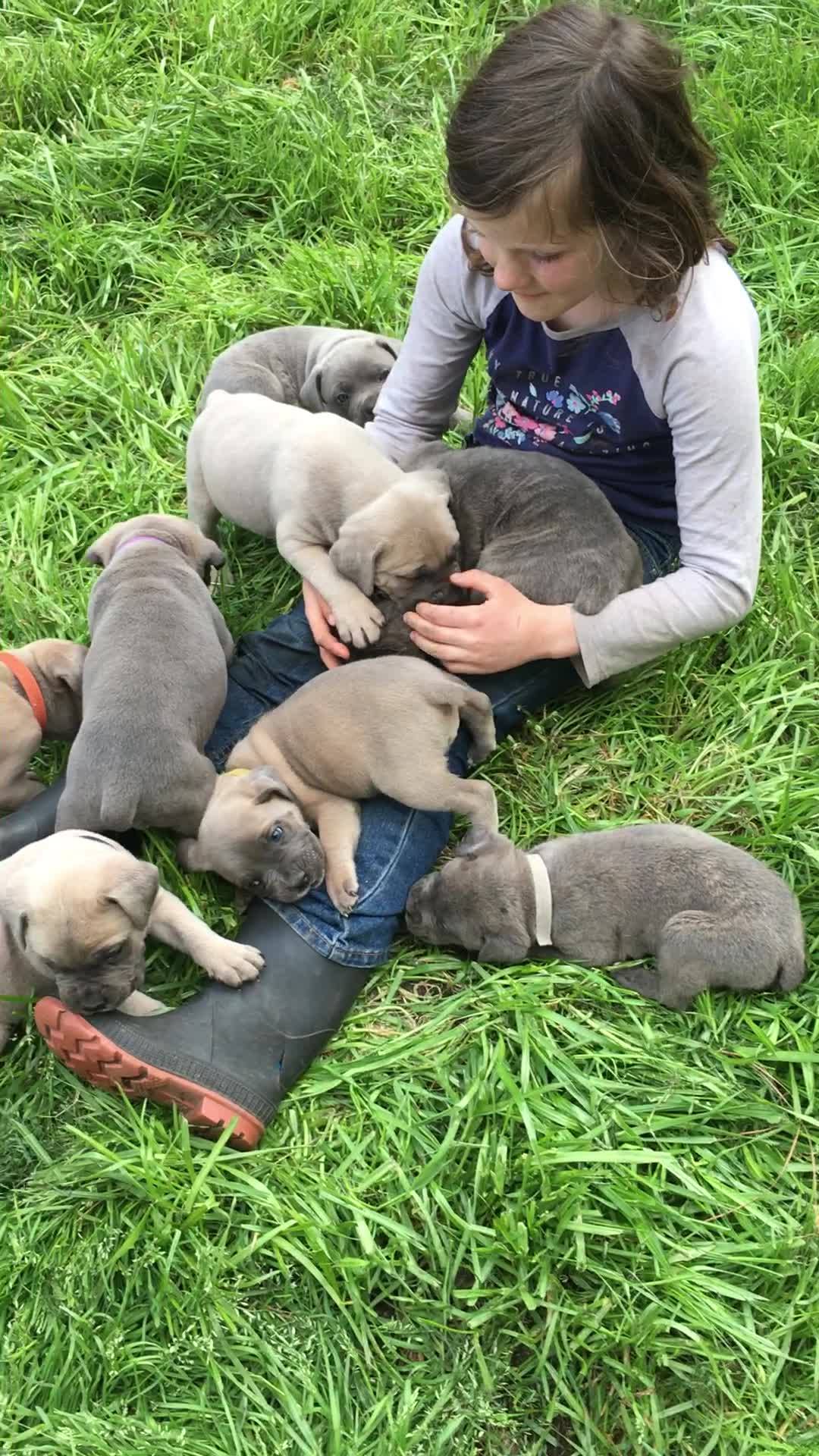 Cape Fear Cane Corso