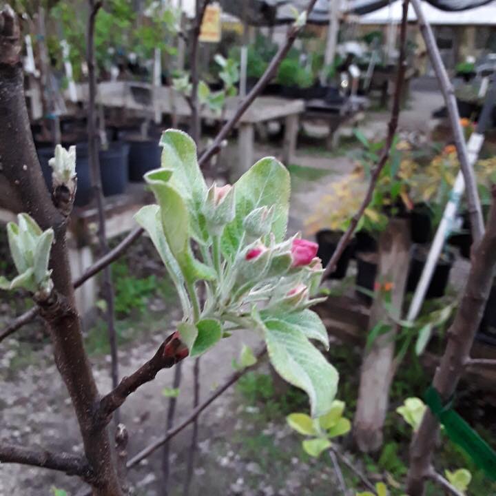 The apple trees are starting to... - Maggie's Herb Farm