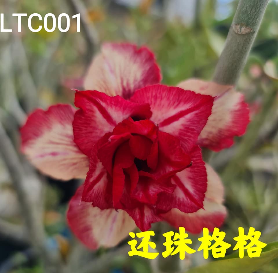 鸿运富贵花 沙漠玫瑰adenium Facebook