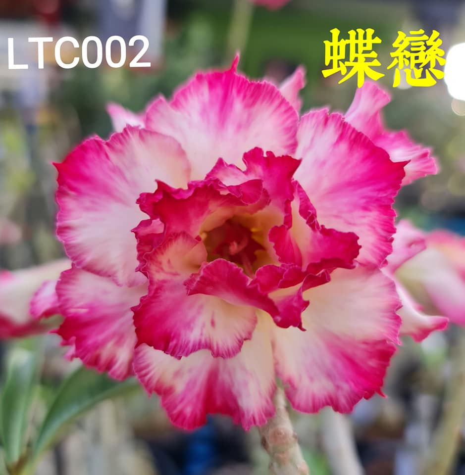 鸿运富贵花 沙漠玫瑰adenium Facebook