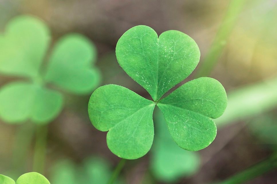 熊本地震の発生から5年 犠牲となられた アイルランド大使館 Embassy Of Ireland Japan Facebook