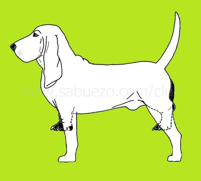 Maglietta Anatomia Basset Hound - Design Illustrato, Regalo Per Amanti Dei Cani
