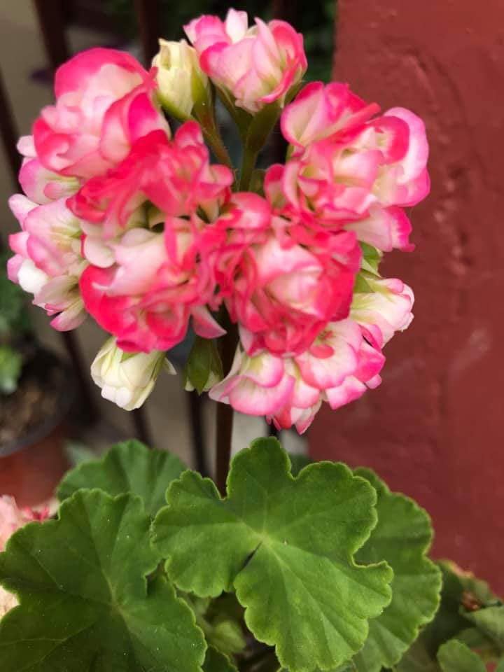 Tenam Garden Apple Blossom Geranium On Sale Nursery Very Facebook