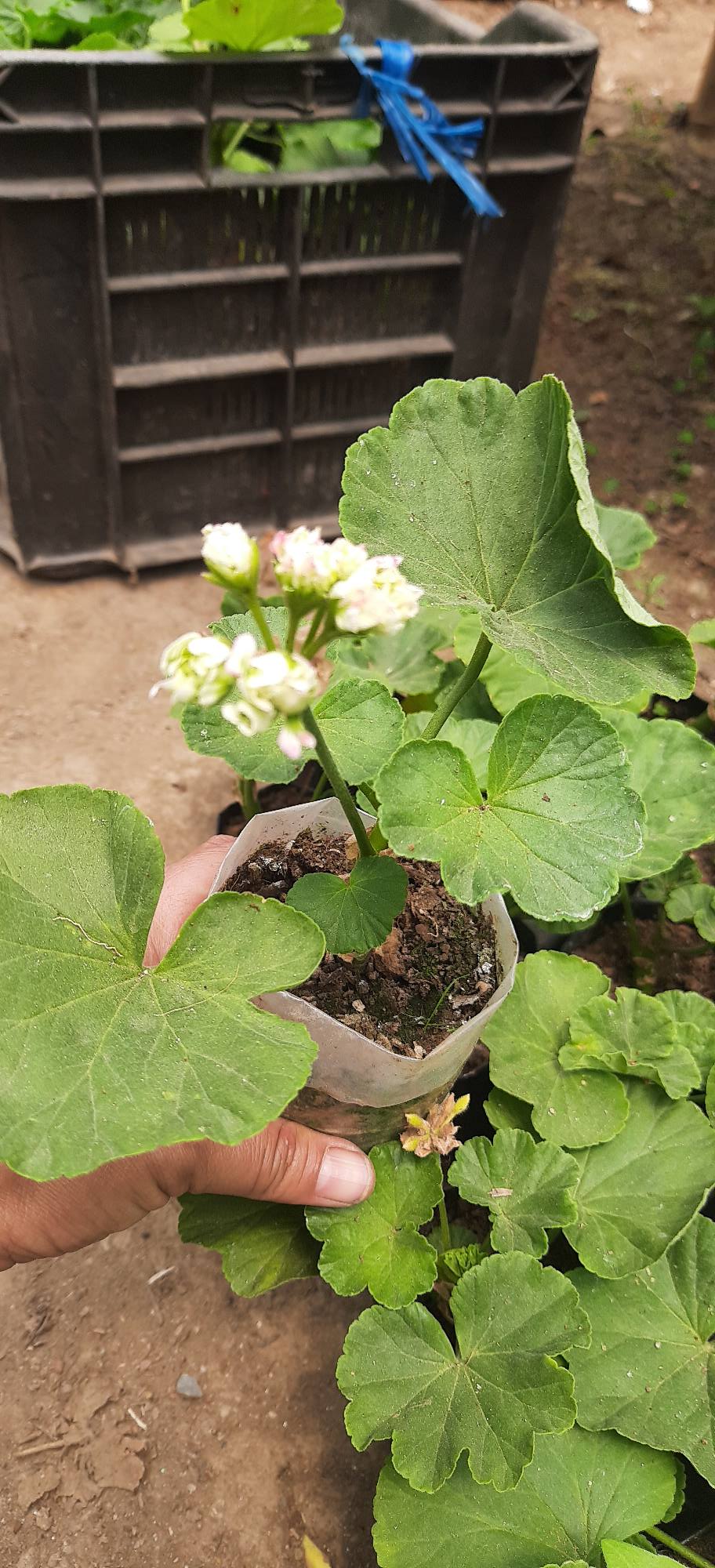 Tenam Garden Apple Blossom Geranium On Sale Nursery Very Facebook