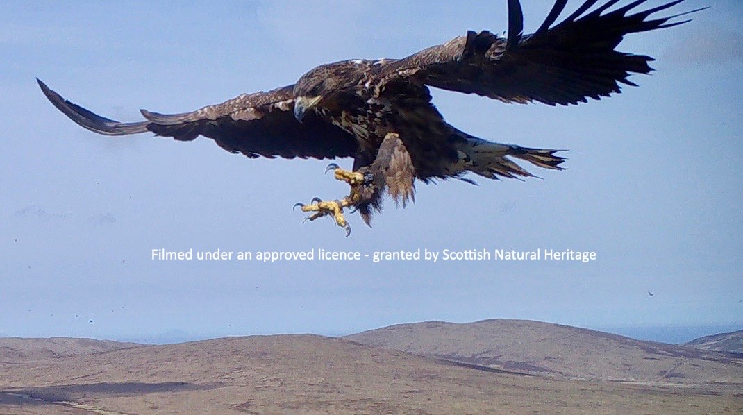 Uist Sea Eagles