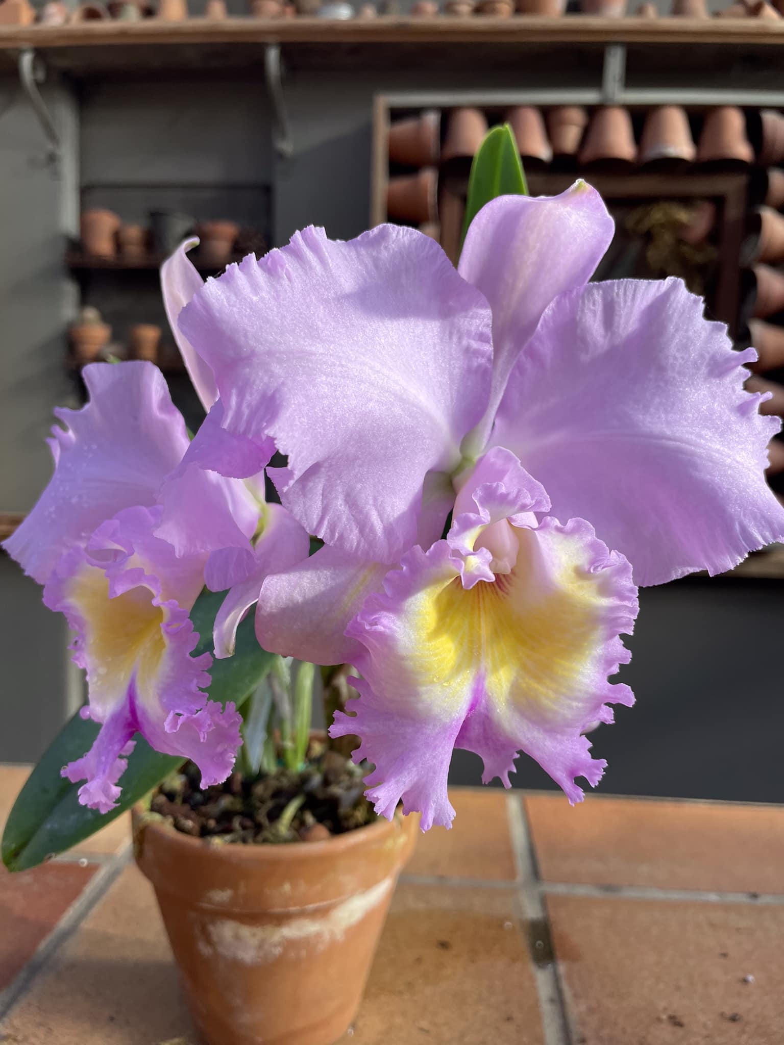 Rhyncholaeliocattleya Raspberry Parfait 'Lorraine McLellan' orchid