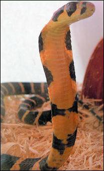 Male snakes have two sex organs (called hemipenises) hidden behind ...