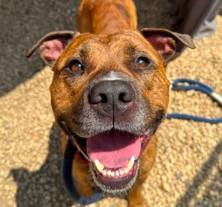 Urgent: Philadelphia PA Pitbull Needs Foster by 8/28 to Avoid