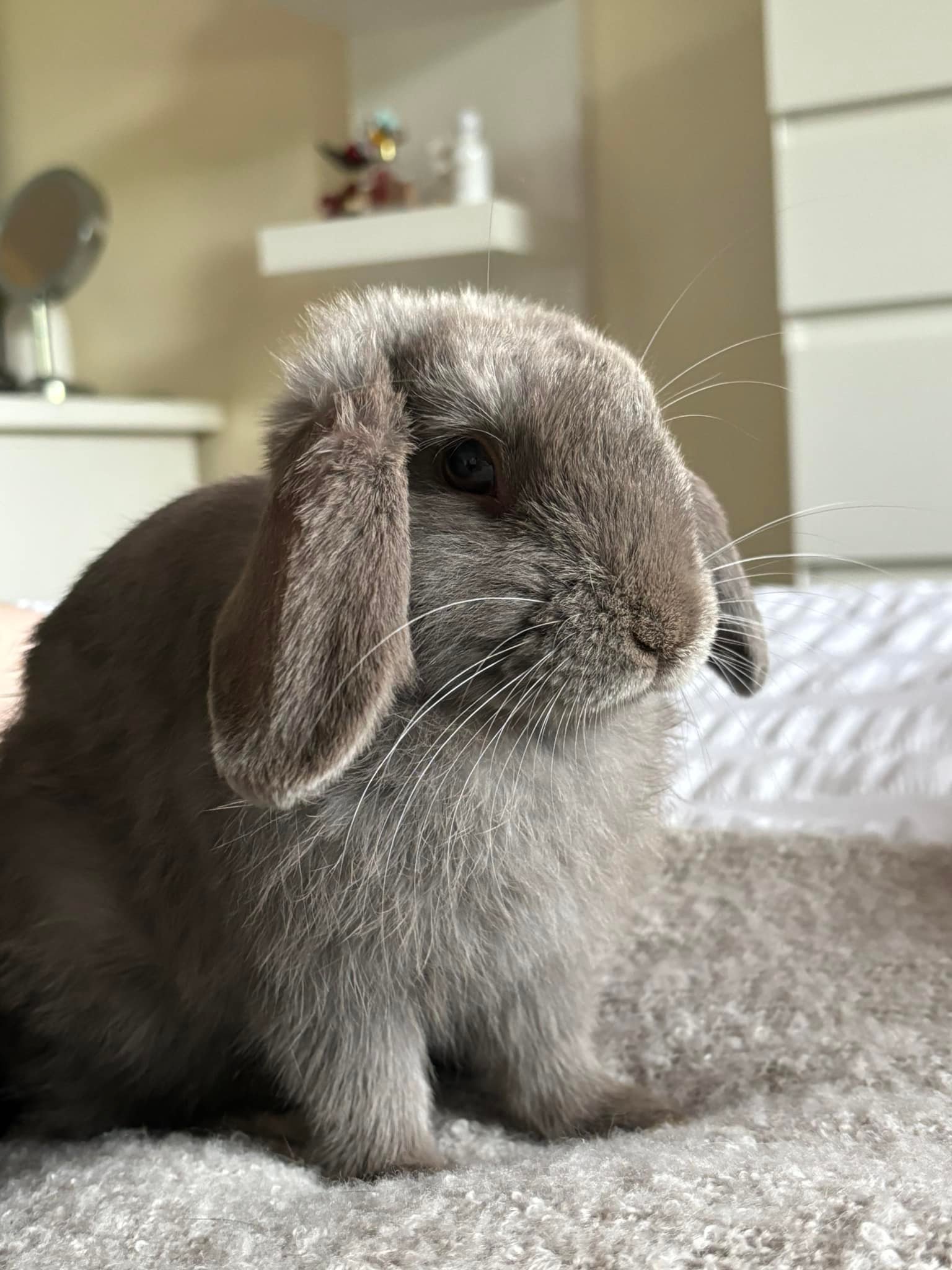 Leah McGauran - Missing rabbit My rabbit has gone... | Facebook