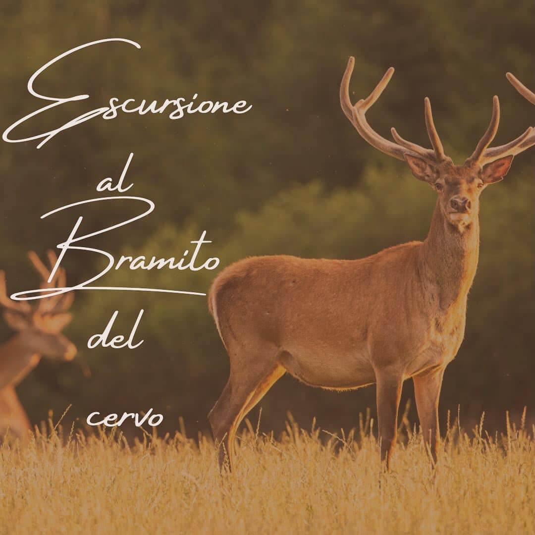 Disegni da colorare di cervi che giocano nel bosco
