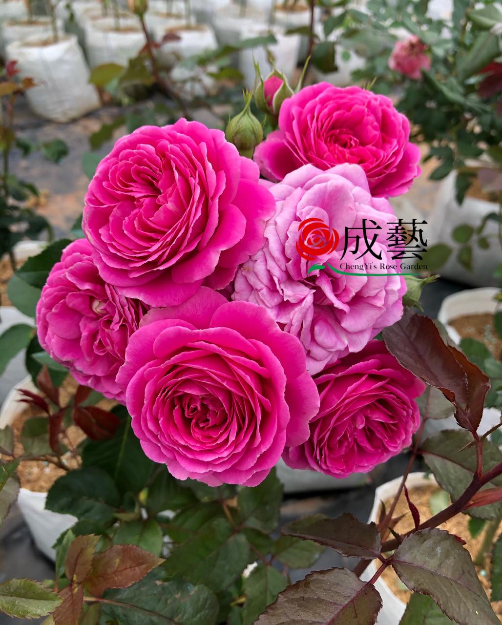 สุด... - ChengYi’s Rose Garden สวนกุหลาบเฉิงอี้ | Facebook
