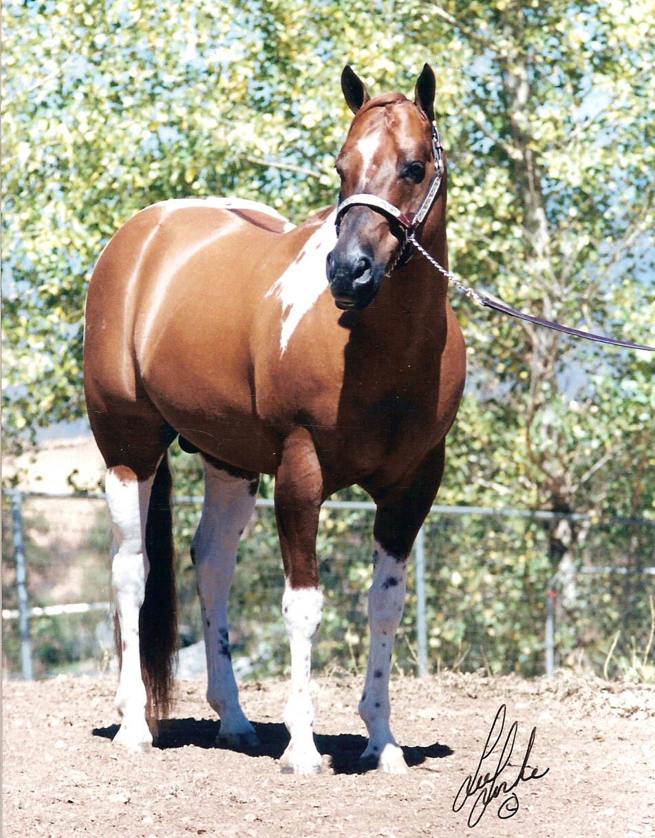 Dun Deal, 1995 APHA/PtHA Red Dun Homozygous Tobiano Stallion