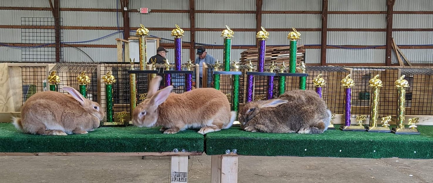 Ashley's Rabbit Habit