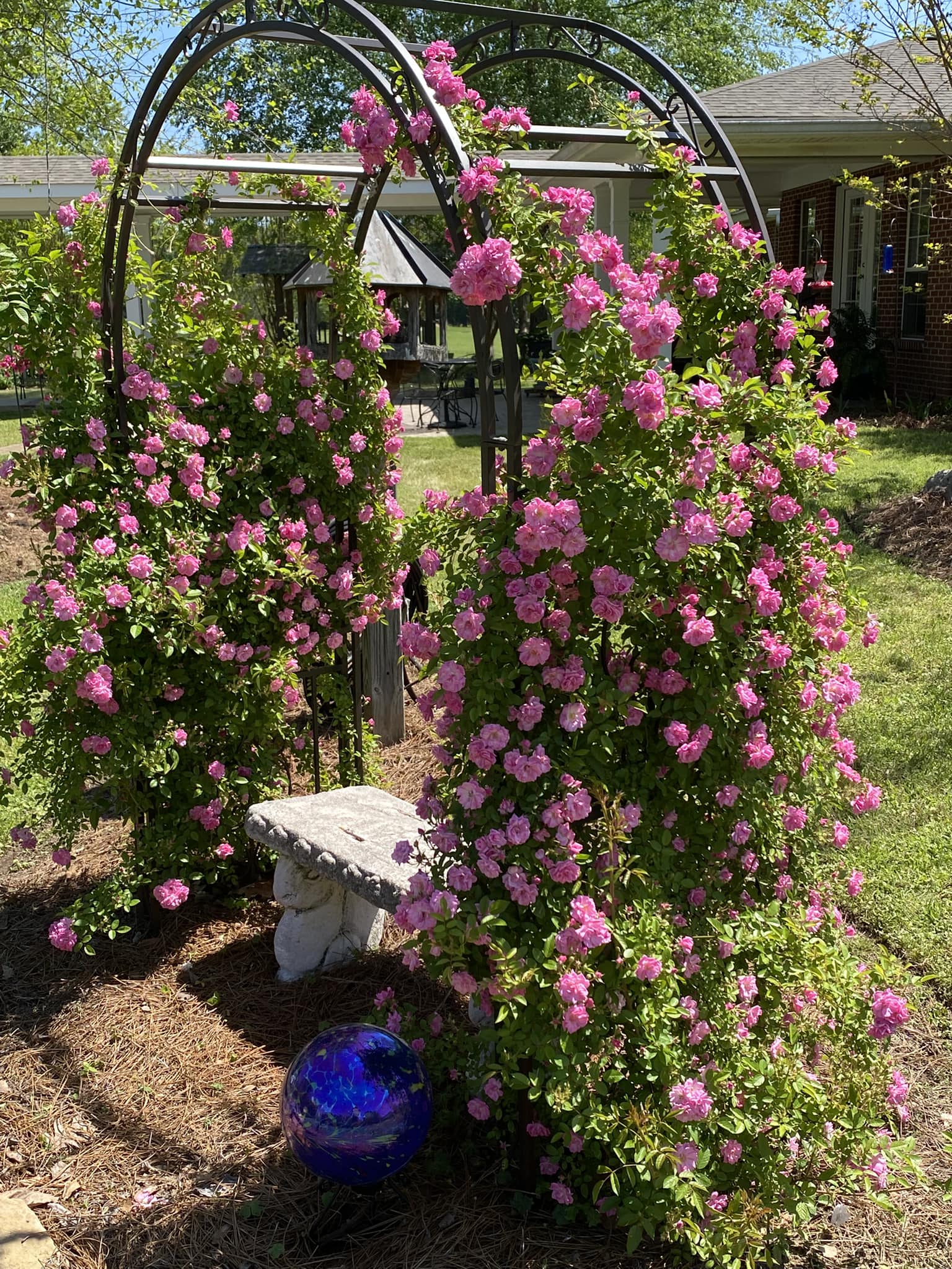 Peggy Martin Rose Care and Growth