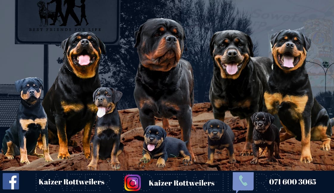 NJAYAMIe' Rottweilers | Alberton