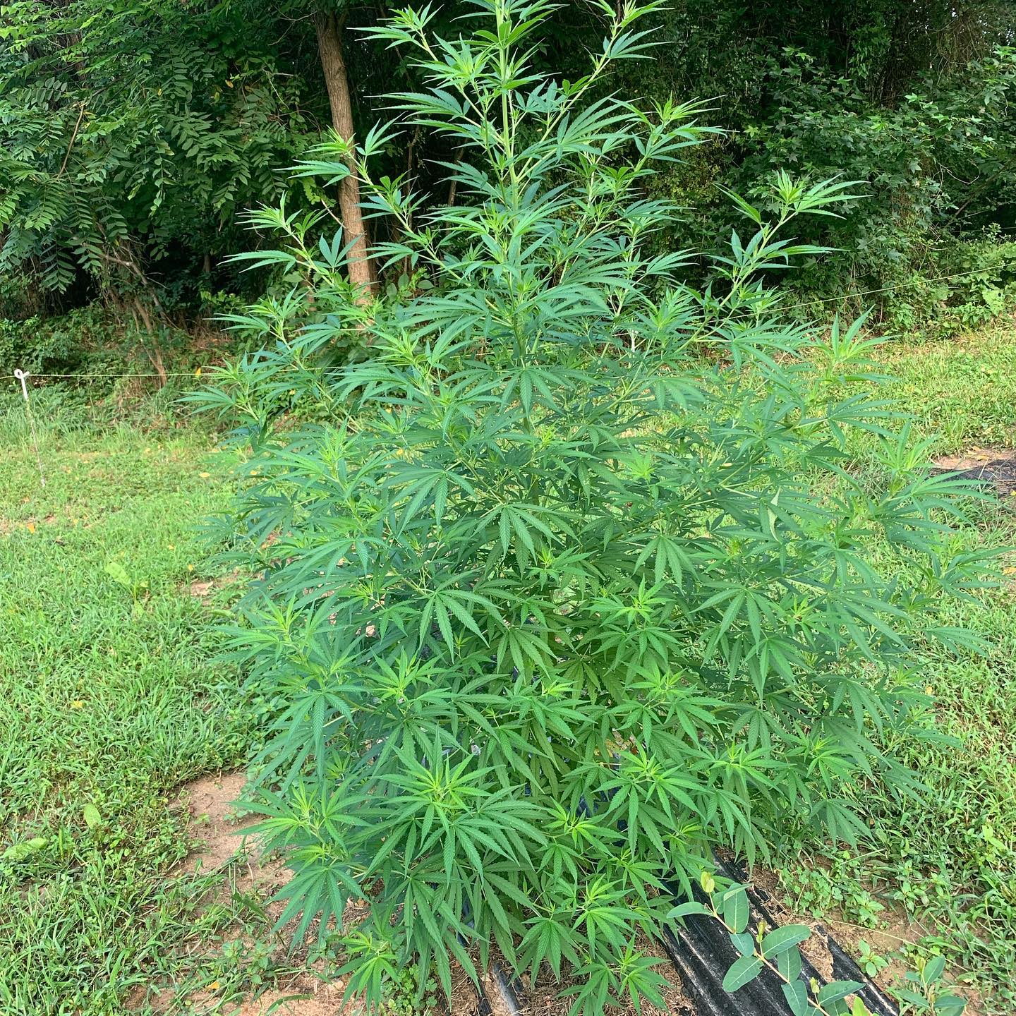 Smokey Ridge Farm