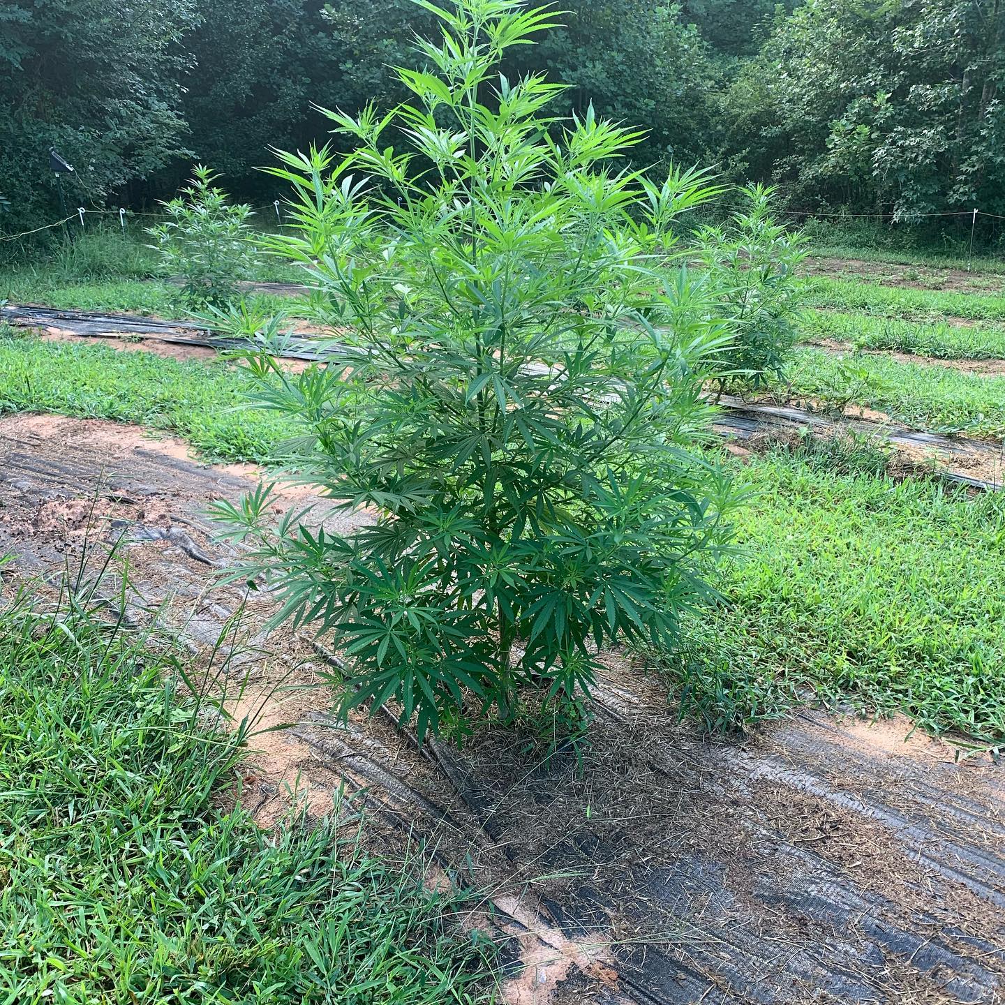 Smokey Ridge Farm