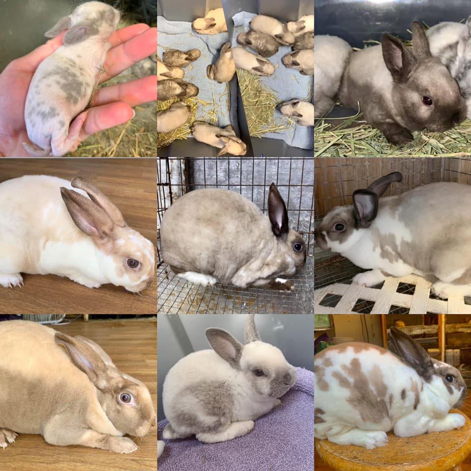Sallander Bunnies - All breeds welcome | Facebook