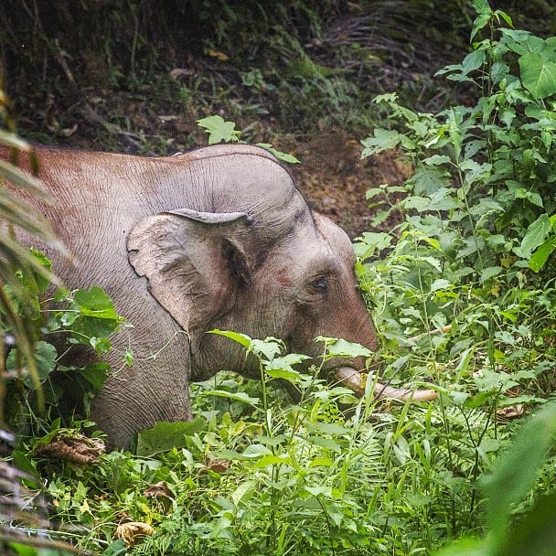 World Elephant Day 2019. These... - Sumatran Ranger Project | Facebook