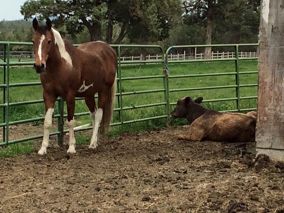 Lazy Day Ranch