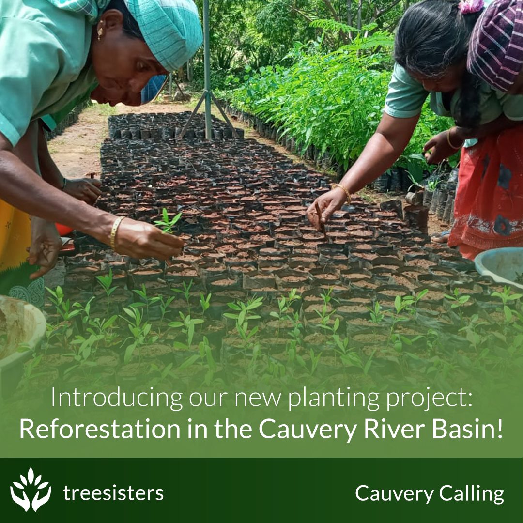 TreeSisters - 🌳💚🌳💚 Cauvery Calling 🌳💚🌳💚 TreeSisters is so... | Facebook