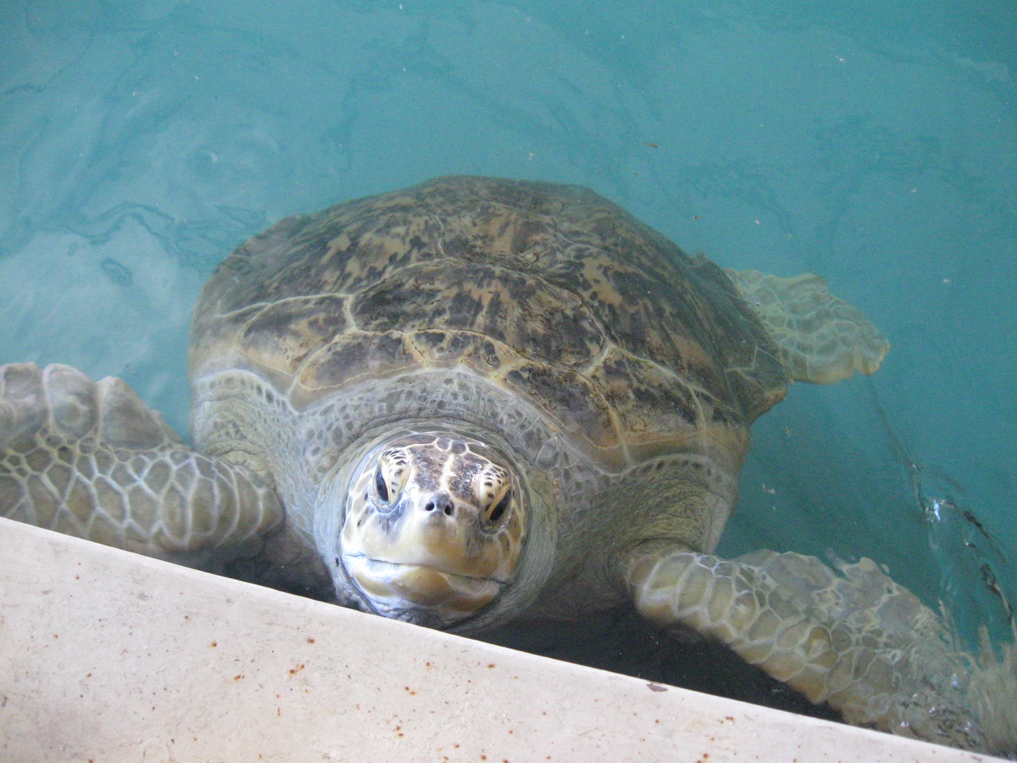 Turtle Cove - North... - Turtle Cove - North Topsail Beach NC