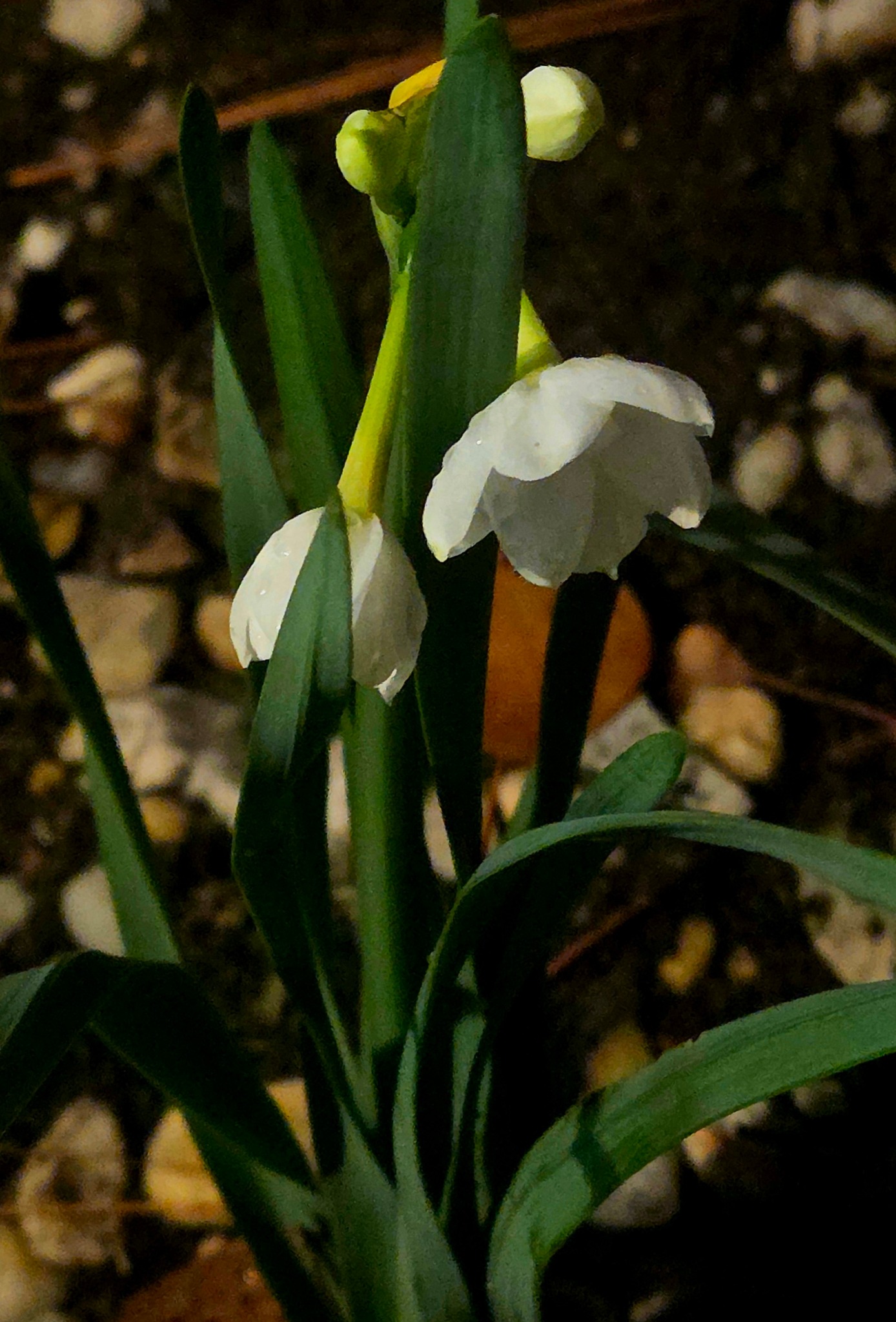 What is this bell-shaped flower in my garden?