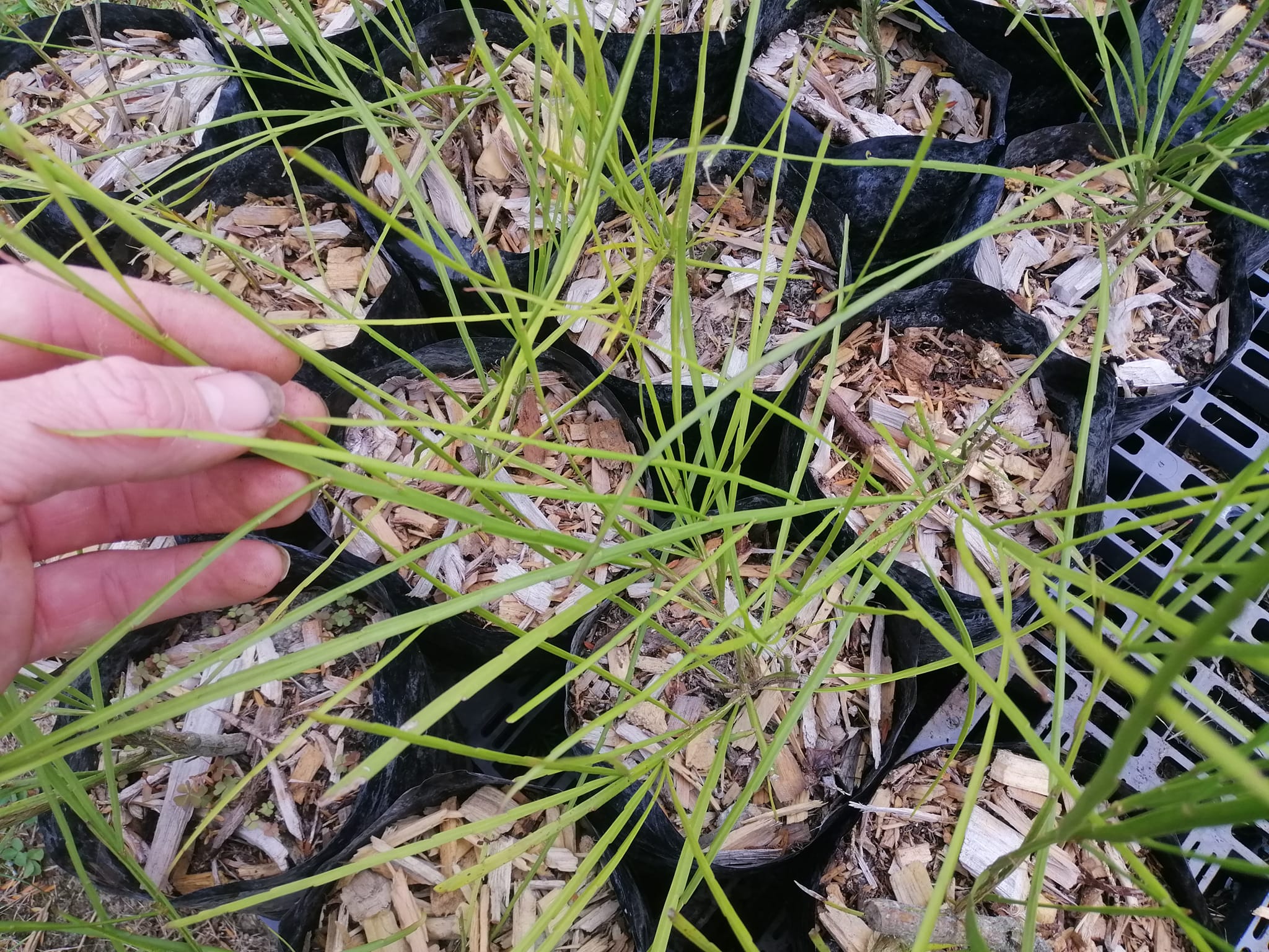 Kiripiti Native Plants | Otaki
