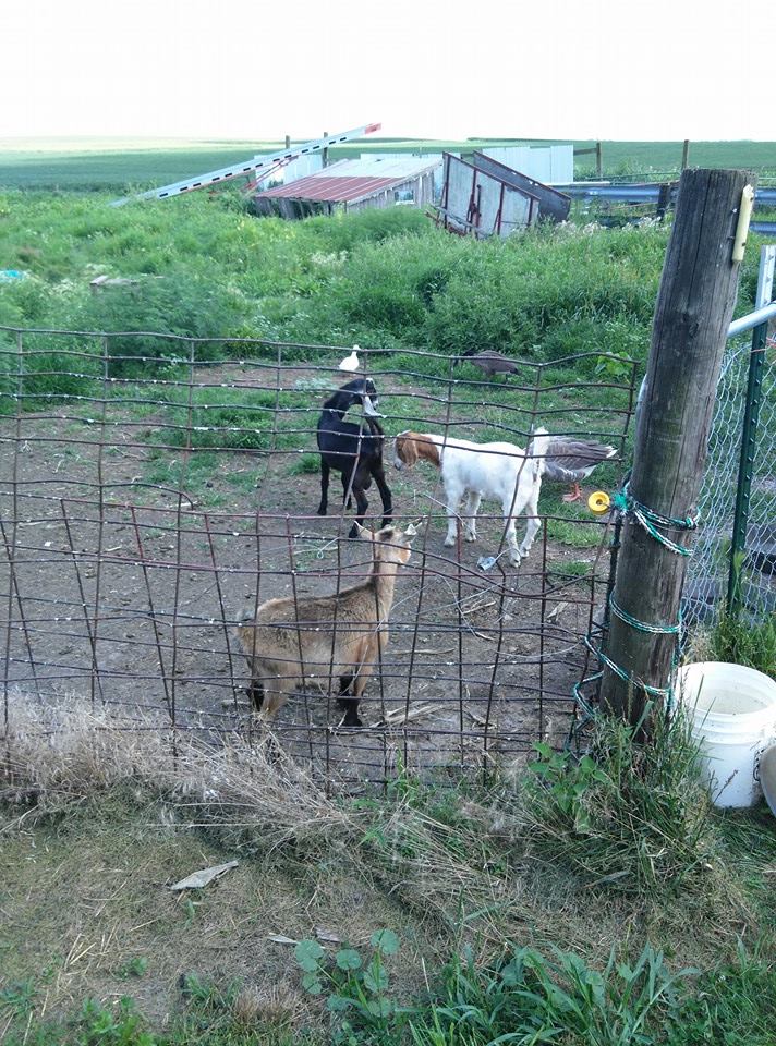 Whitey's Funny Farm
