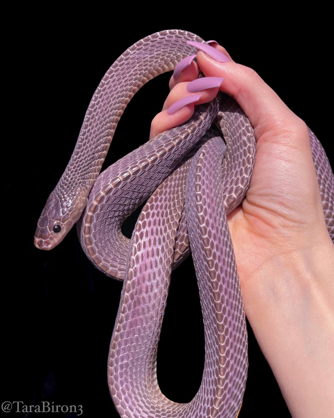 This African file snake looks vibrantly violet in the sunlight