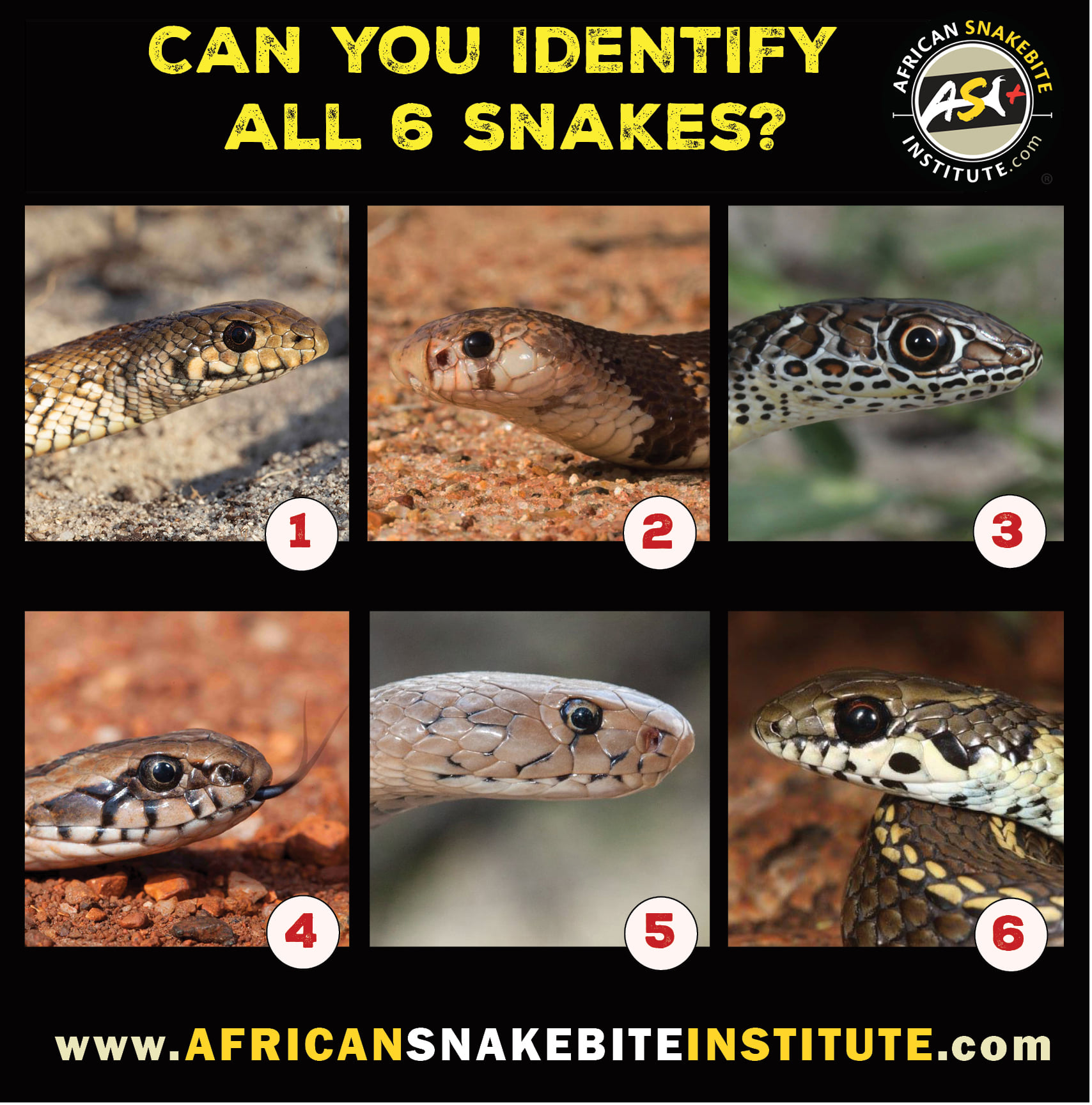 🐍Weekly Snake ID challenge.... - African Snakebite Institute
