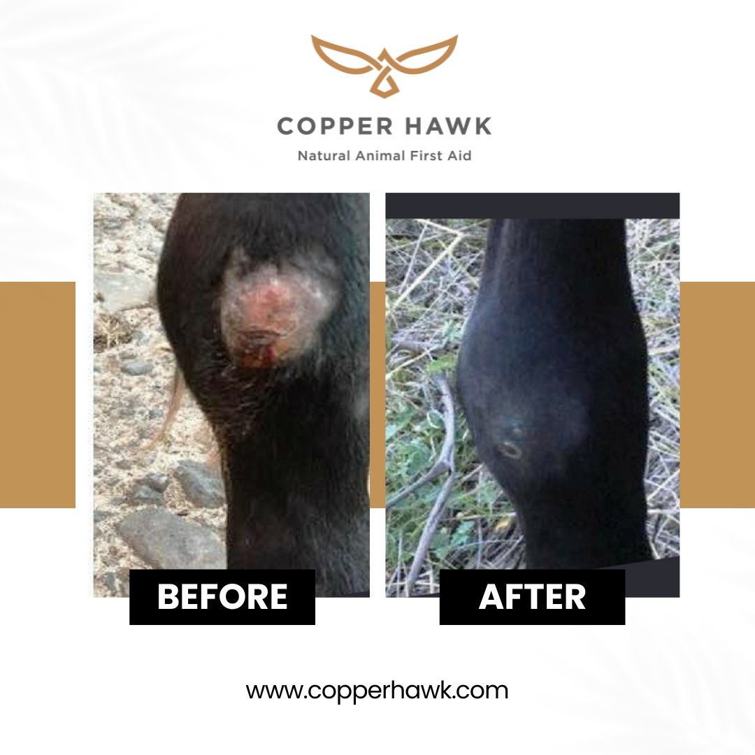 Copper Hawk - 🌟 Witness the Power of Copper Hawk 🌟 Check...