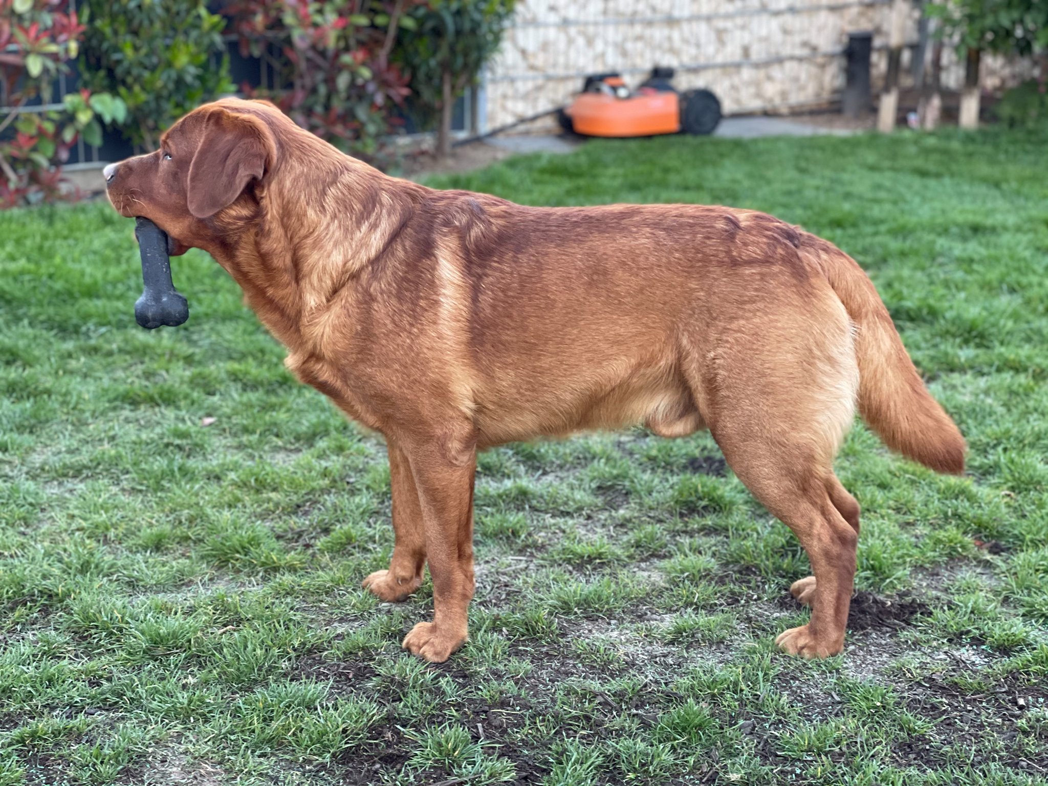 Labrador Deckrüde Bob Marley od Himalájského cedru | Dannstadt-Schauernheim