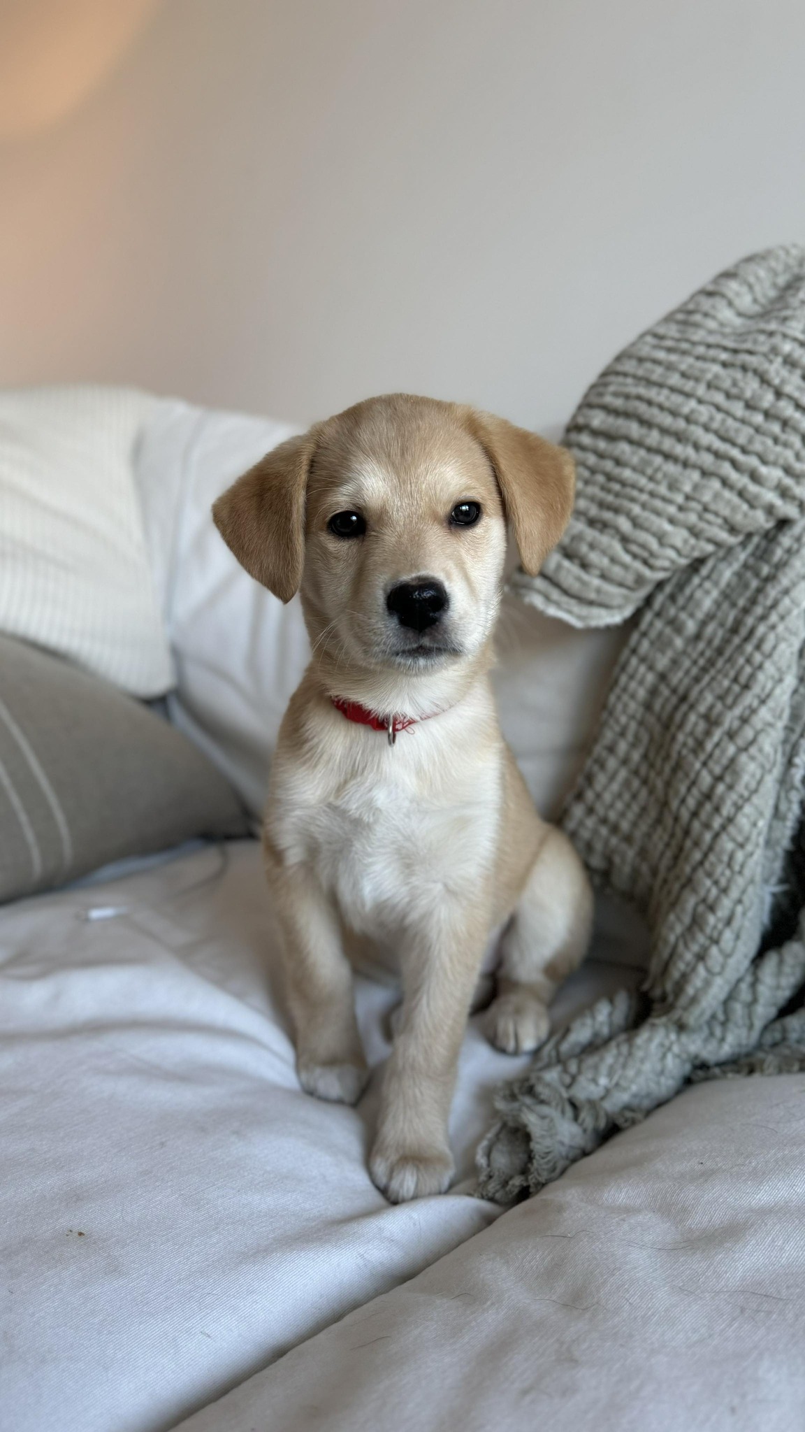 ADOPTED Meet... - Endless Pawsabilities Rescue Society | Facebook