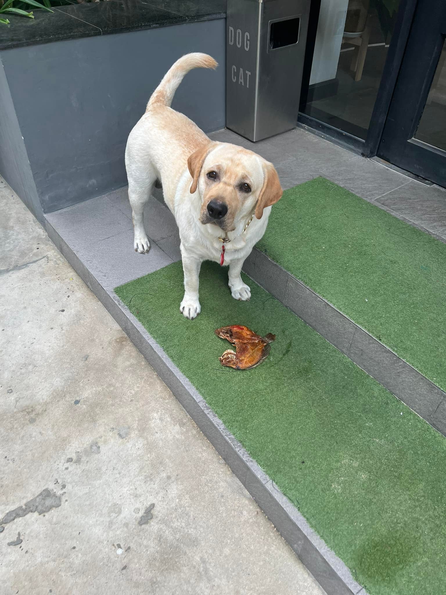 เค้าเซ่นเจ้าที่ เค้าเรียก เจ้าที่... - Dobby Bambii labrador