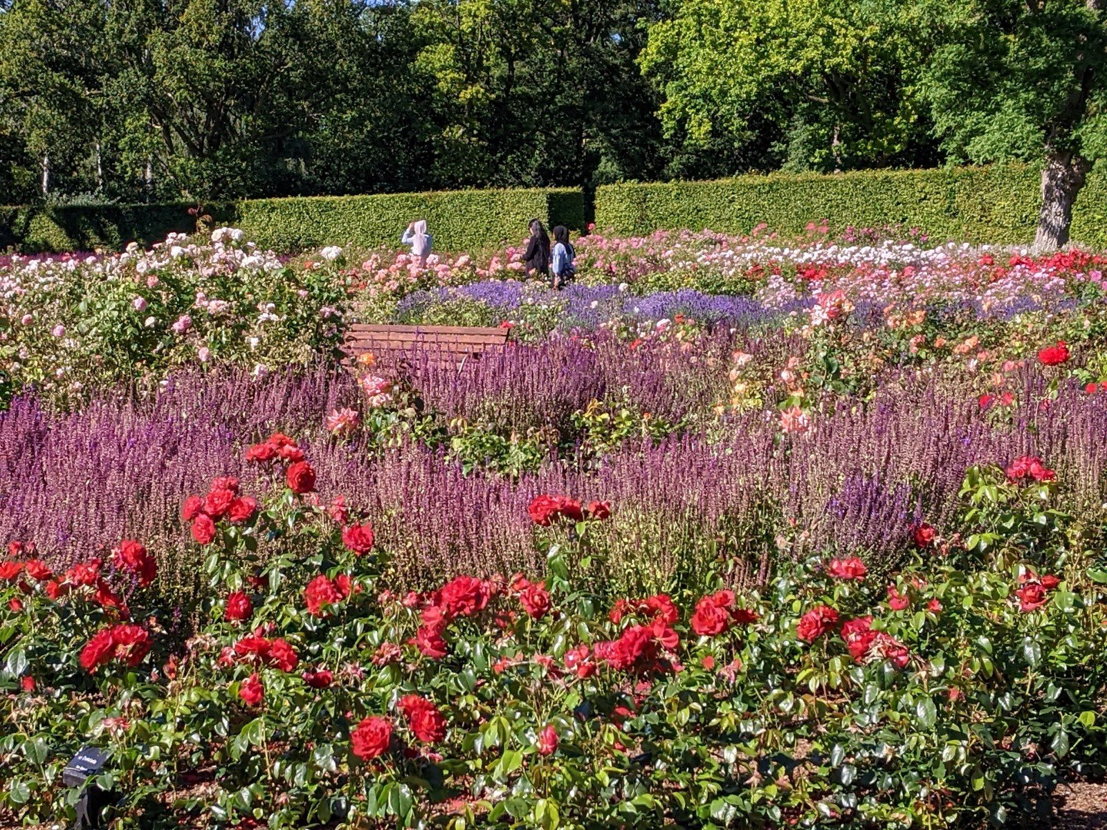 Valby玫瑰園 哥本哈根南邊的維爾比公園(Valby... - Taiwan in Denmark 駐丹麥台北代表處