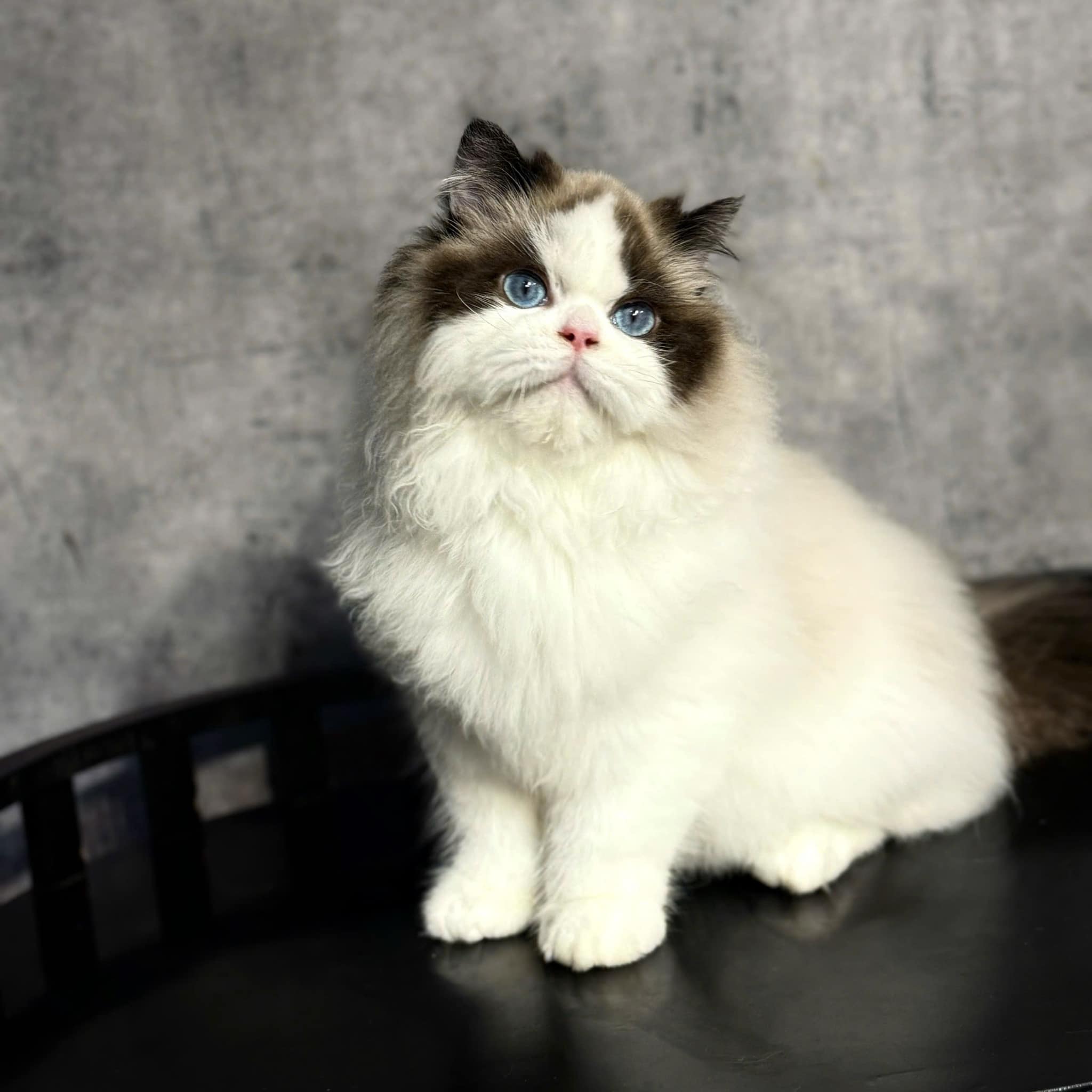 Ragdoll Society VietNam 🇻🇳 | Cát vệ sinh cho mèo 30kg/130k phù hợp với ...