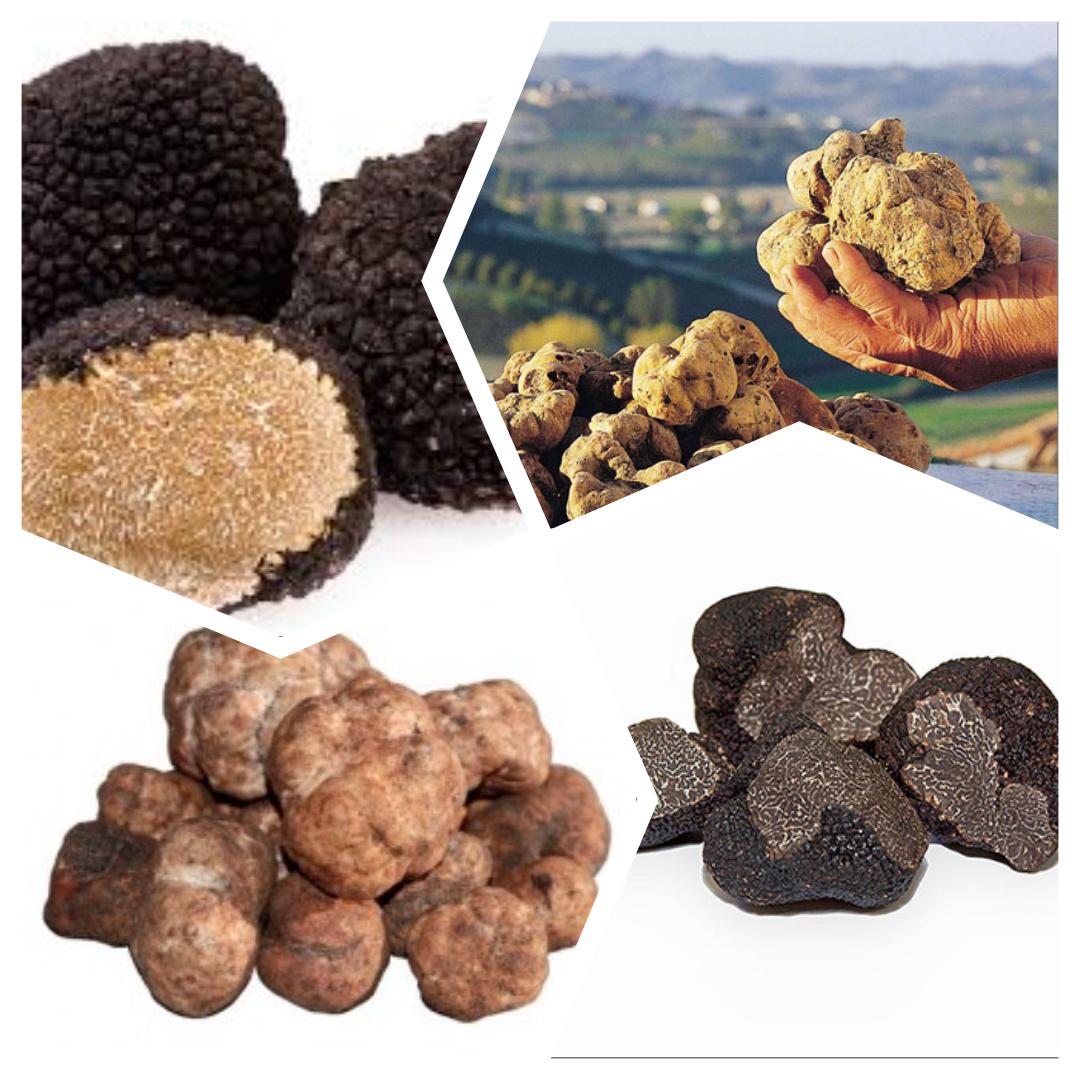 Asd rugiada tartufi truffle hunting - Signori piove e bisogna tenere il ...