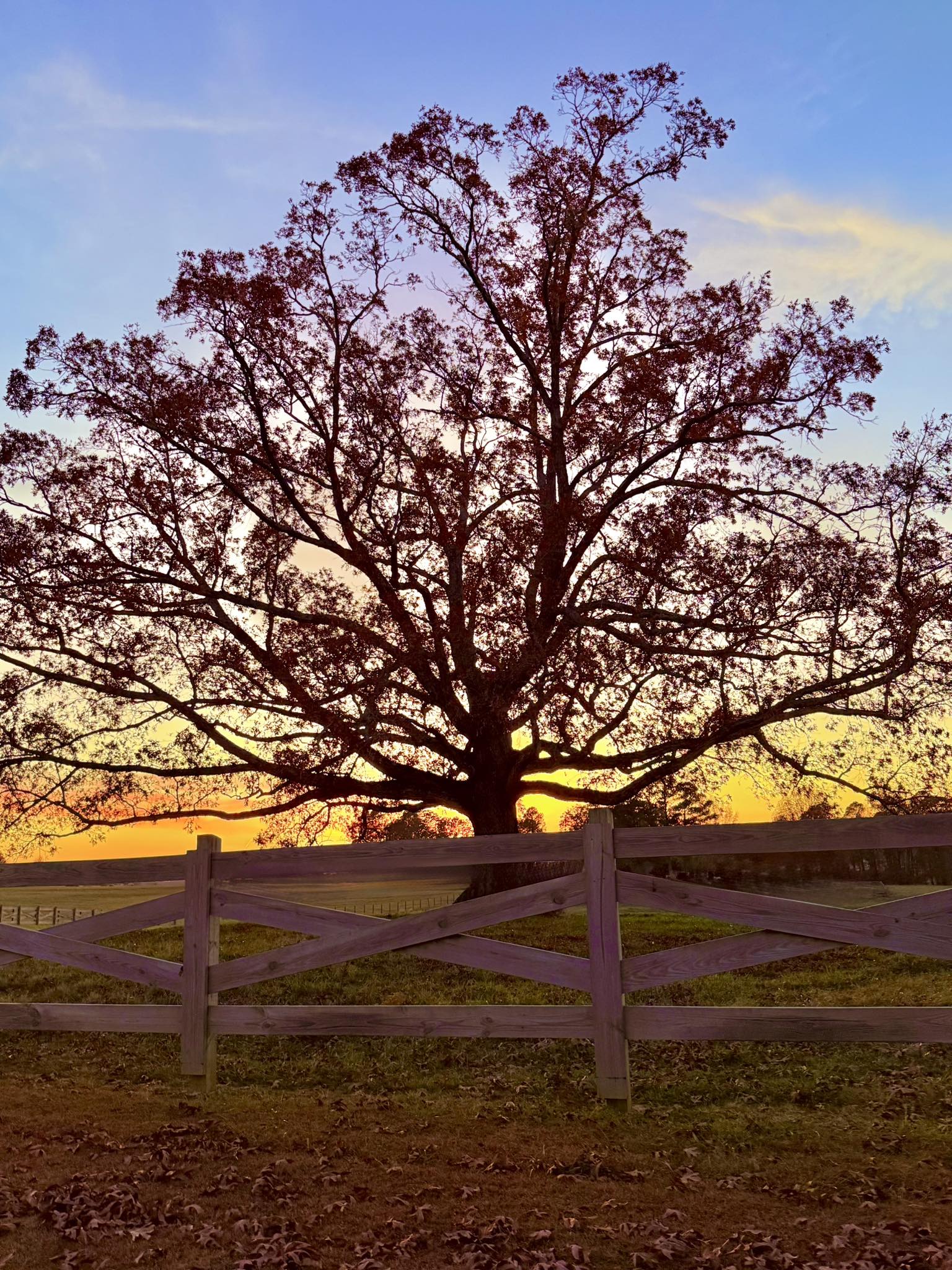 Alabama The Beautiful® | I think that I shall never see a poem as ...