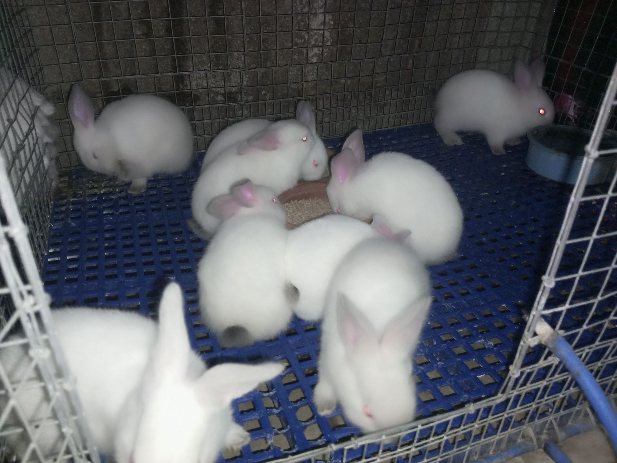 Cebu Quality Rabbit Breeders | Facebook