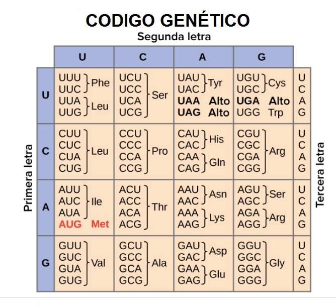 BLUES - CODIGO GENÉTICO: Permite decodificar la información que tiene ...