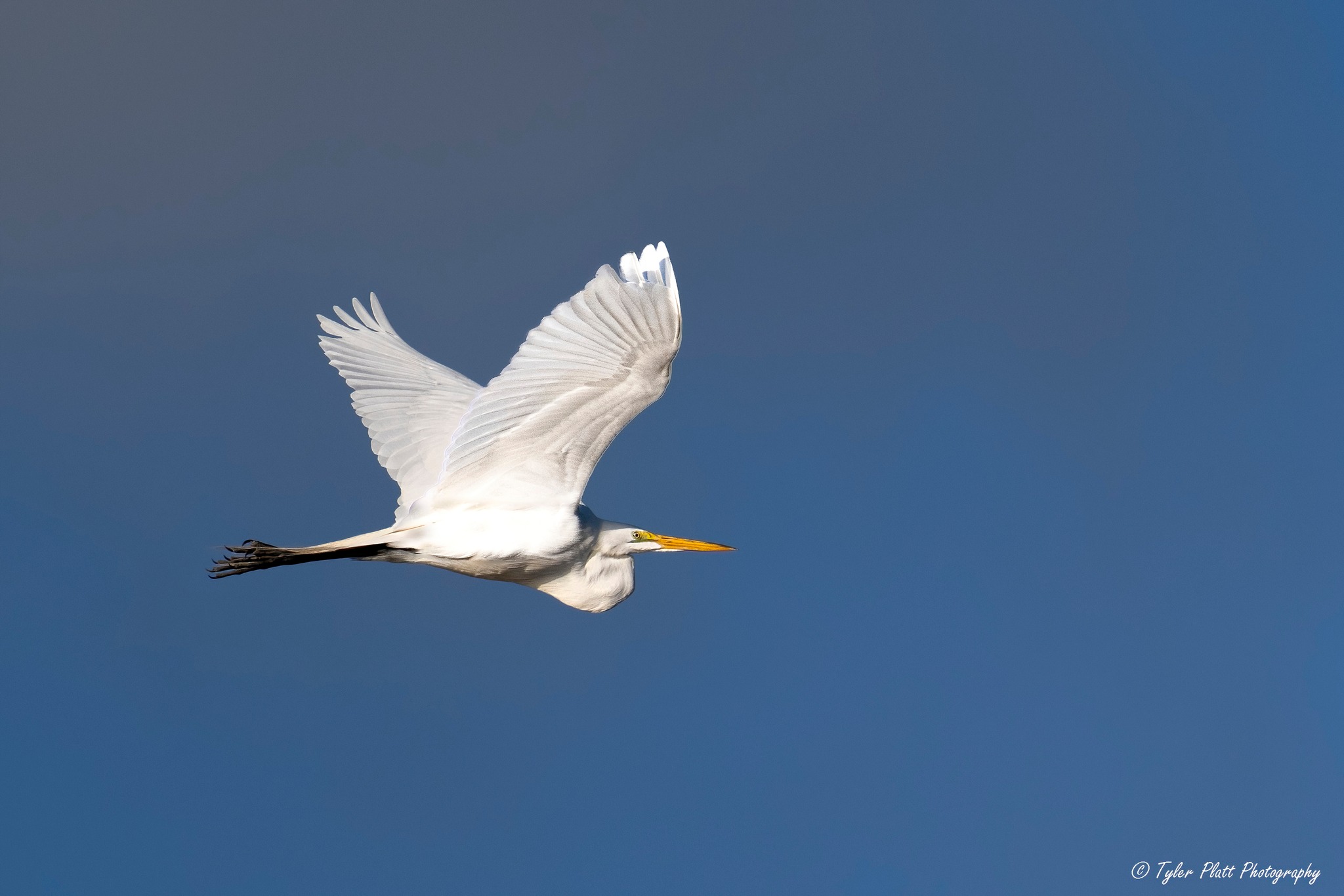Great Egret with slow-motion take off. At Rockport Rookery. Enjoy