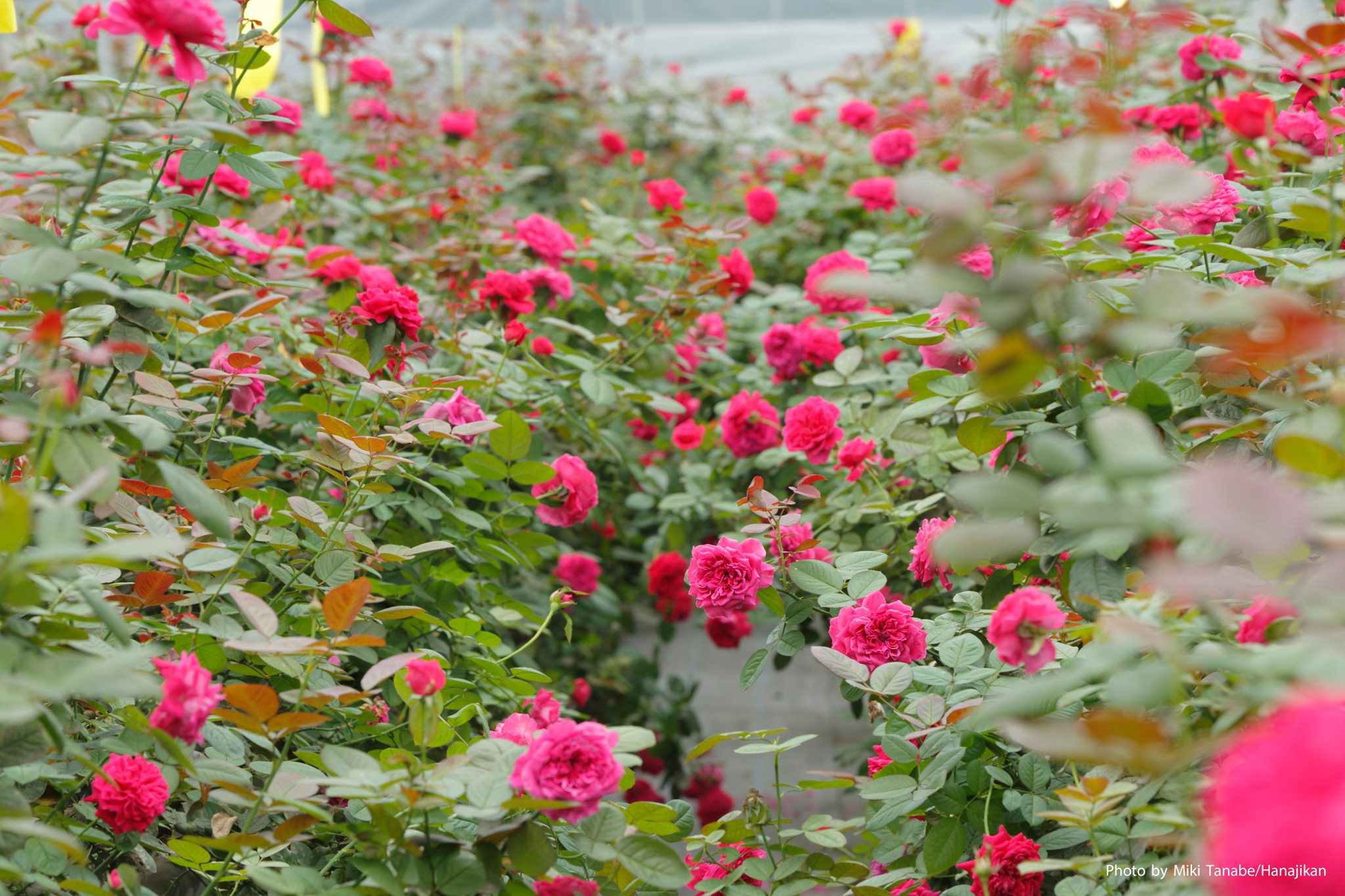 ROSE LABO | Fukaya-shi Saitama