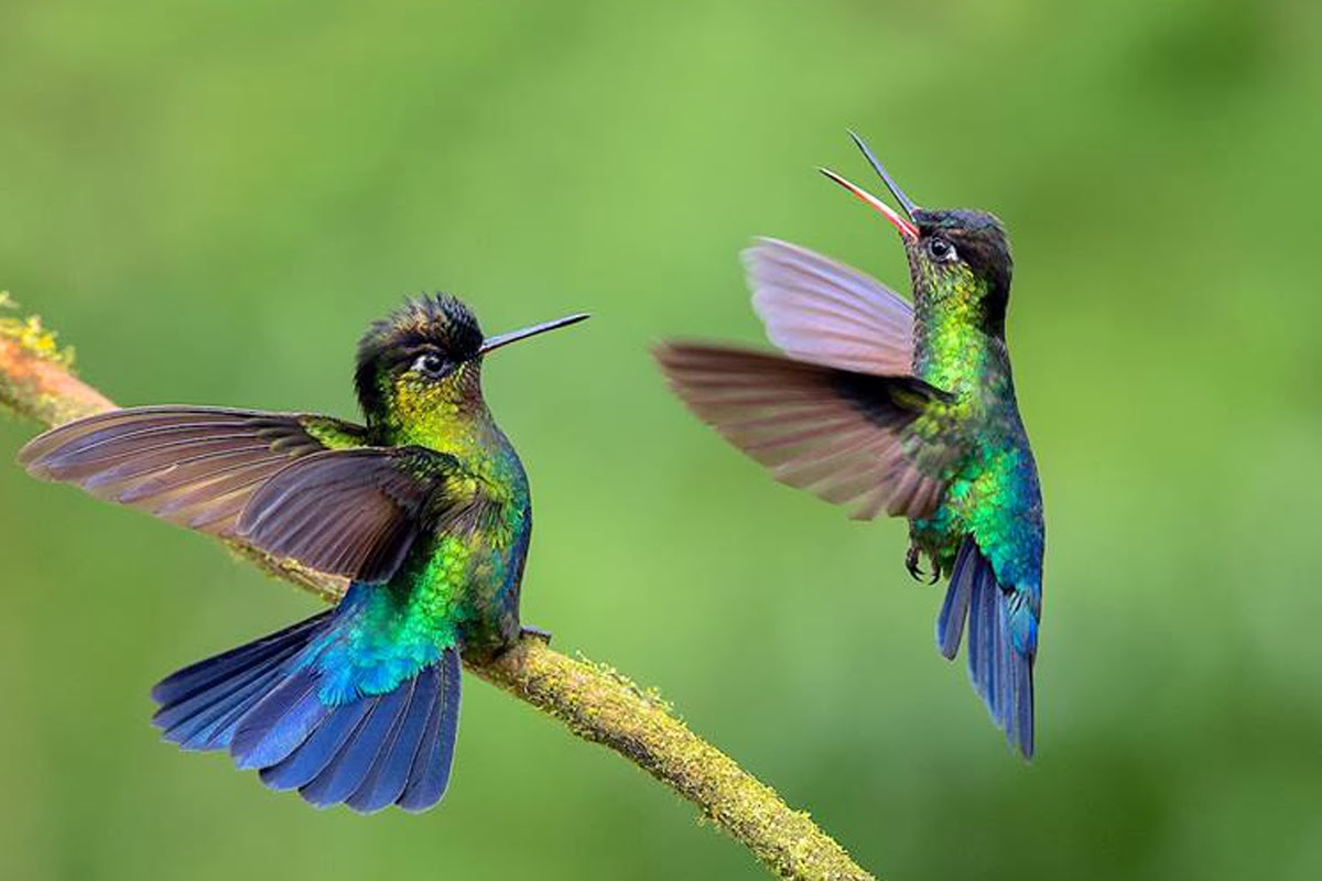 Hummingbird My Angels | Los Angeles CA