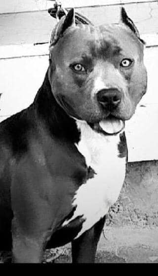 Pitbull Bagcilar Photos Facebook